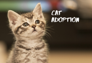 Cat Adoption Day @ Ocala Breeders' Feed and Supply | Ocala | Florida | United States